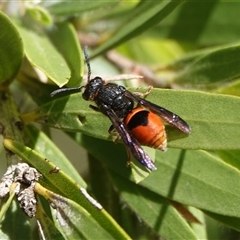 Paralastor sp. (genus) at Hall, ACT - 29 Nov 2025 by Anna123
