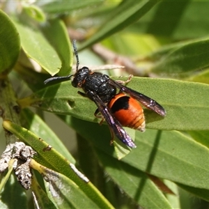 Paralastor sp. (genus) at Hall, ACT - Today by Anna123