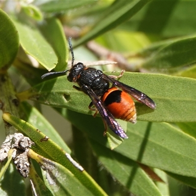 Paralastor sp. (genus) at Hall, ACT - 29 Nov 2025 by Anna123