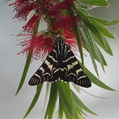 Comocrus behri (Mistletoe Day Moth) at Hall, ACT - 29 Nov 2025 by Anna123