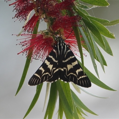 Comocrus behri (Mistletoe Day Moth) at Hall, ACT - 29 Nov 2025 by Anna123