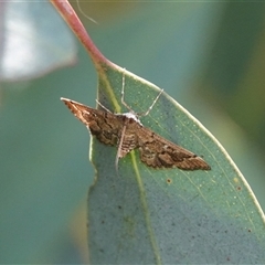 Nacoleia rhoeoalis (A Crambid moth (Spilomelinae) at Hall, ACT - 29 Nov 2025 by Anna123