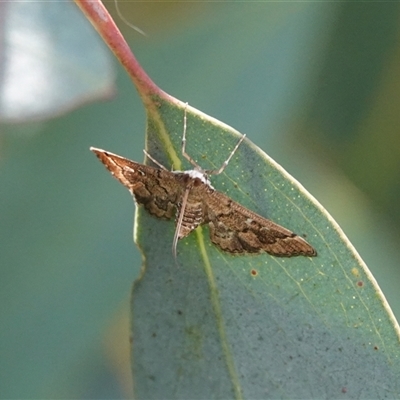 Nacoleia rhoeoalis (A Crambid moth (Spilomelinae) at Hall, ACT - 29 Nov 2025 by Anna123