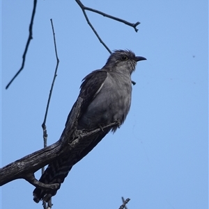 Heteroscenes pallidus at Hall, ACT - Today by Anna123