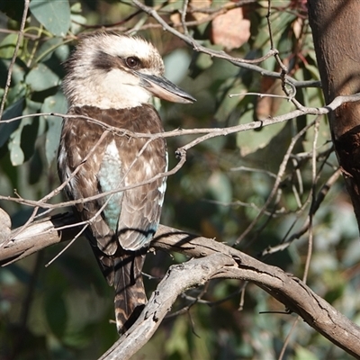 Dacelo novaeguineae at Hall, ACT - 29 Nov 2025 by Anna123