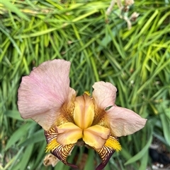 Unverified Lily or Iris at Kambah, ACT - 3 Nov 2025 by GG