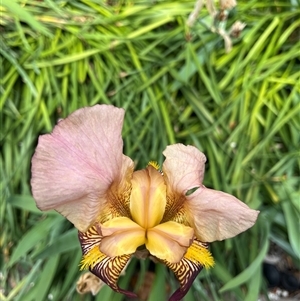 Unverified Lily or Iris at Kambah, ACT - 3 Nov 2025 by GG