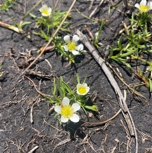 Ranunculus millanii at Cotter River, ACT - Yesterday by nathkay