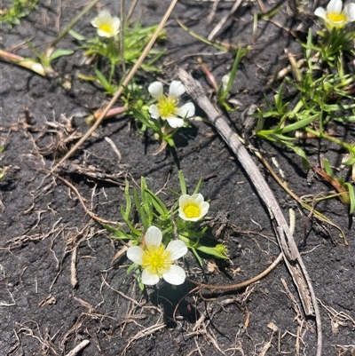 Ranunculus millanii (Dwarf Buttercup) at Cotter River, ACT - 28 Nov 2025 by nathkay