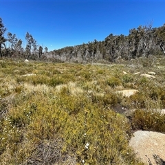 Gallinago hardwickii at Rendezvous Creek, ACT - 27 Nov 2025 by nathkay