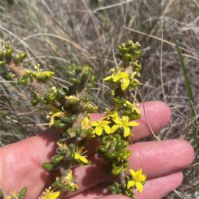 Asterolasia trymalioides (Alpine Star Bush) at Cotter River, ACT - 28 Nov 2025 by nathkay