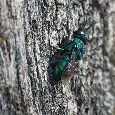 Chrysididae (family) at Hall, ACT - 29 Nov 2025 by Anna123