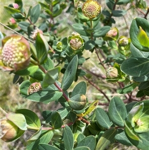 Pimelea ligustrina at Cotter River, ACT - Yesterday by nathkay