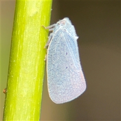 Anzora unicolor at Greenleigh, NSW - 29 Nov 2025 by Hejor1