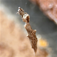 Philoponella congregabilis (Social house spider) at Greenleigh, NSW - 29 Nov 2025 by Hejor1