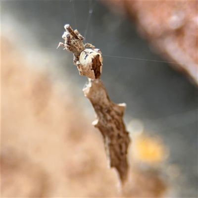 Philoponella congregabilis (Social house spider) at Greenleigh, NSW - 29 Nov 2025 by Hejor1