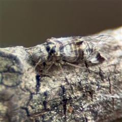 Aphalaridae (family) at Greenleigh, NSW - 29 Nov 2025 by Hejor1