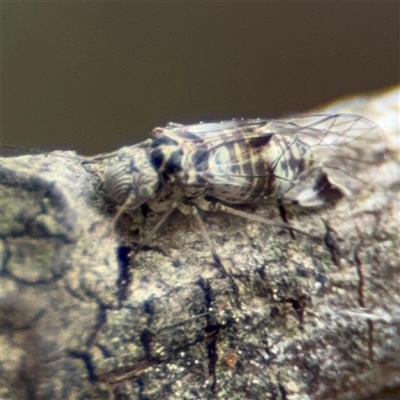 Aphalaridae (family) at Greenleigh, NSW - 29 Nov 2025 by Hejor1