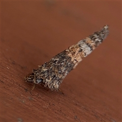 Conoeca or Lepidoscia (genera) IMMATURE (Unidentified Cone Case Moth larva, pupa, or case) at Greenleigh, NSW - 29 Nov 2025 by Hejor1