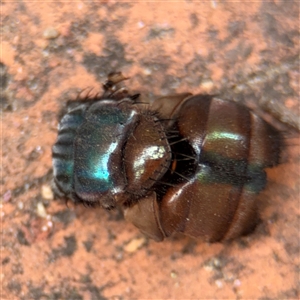 Diptera (order) at Greenleigh, NSW - Today by Hejor1