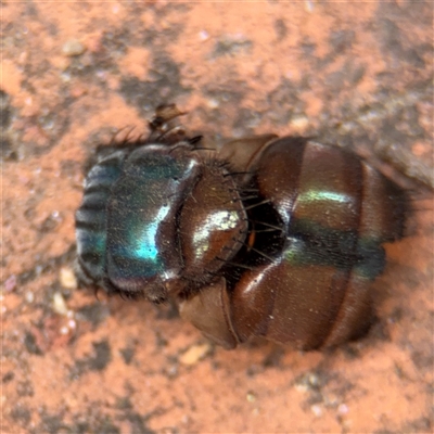 Diptera (order) at Greenleigh, NSW - 29 Nov 2025 by Hejor1