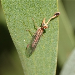 Austromantispa sp. (genus) at Hall, ACT - 29 Nov 2025 by Anna123