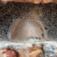 Araneae (order) at Greenleigh, NSW - 29 Nov 2025 by Hejor1