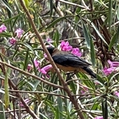 Acanthorhynchus tenuirostris at Greenleigh, NSW - 29 Nov 2025 by Hejor1