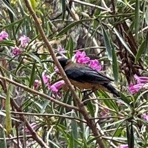 Acanthorhynchus tenuirostris at Greenleigh, NSW - Today by Hejor1