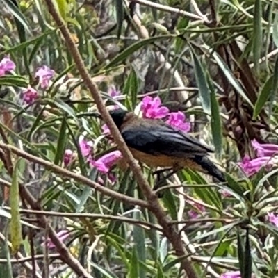 Acanthorhynchus tenuirostris at Greenleigh, NSW - 29 Nov 2025 by Hejor1