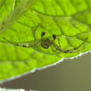 Australomimetus sp. (genus) at Greenleigh, NSW - Today by Hejor1