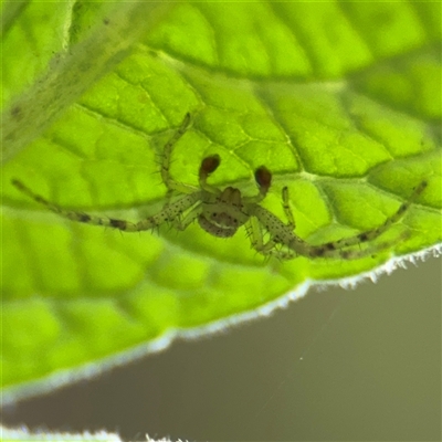 Australomimetus sp. (genus) at Greenleigh, NSW - 29 Nov 2025 by Hejor1