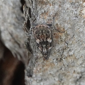 Putoniessa neboissi at Hall, ACT - Today by Anna123