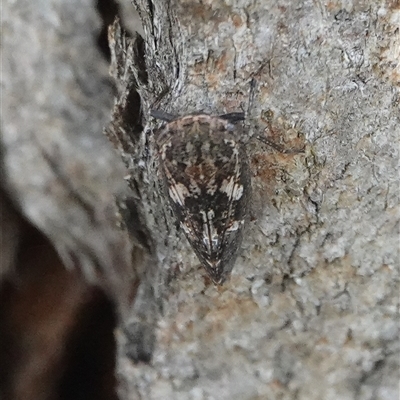 Putoniessa neboissi at Hall, ACT - 29 Nov 2025 by Anna123