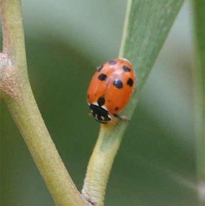 Hippodamia variegata (Spotted Amber Ladybird) at Hall, ACT - 29 Nov 2025 by Anna123