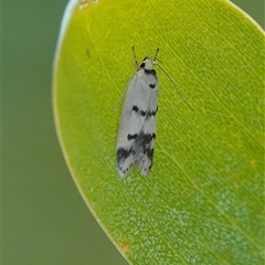 Compsotropha strophiella (A Concealer moth (Wingia group)) at Hall, ACT - 29 Nov 2025 by Anna123