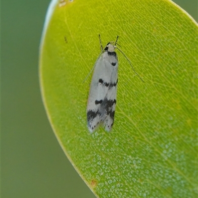 Compsotropha strophiella (A Concealer moth (Wingia group)) at Hall, ACT - 29 Nov 2025 by Anna123