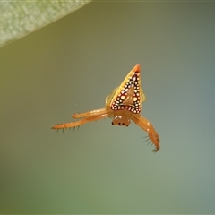 Arkys walckenaeri at Hall, ACT - 29 Nov 2025 by Anna123