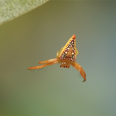 Arkys walckenaeri at Hall, ACT - 29 Nov 2025 by Anna123