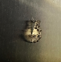 Arrade destituta (Cryptic Snout Moth) at Reid, ACT - 23 Nov 2025 by Pirom