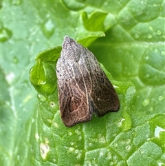 Tortricopsis pyroptis (A Concealer moth (Wingia Group)) by Pirom