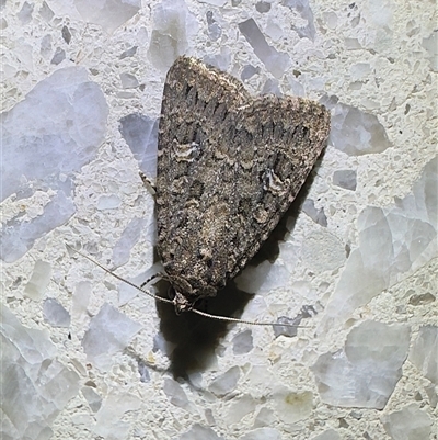 Hypoperigea tonsa (A Noctuid moth (Acronictinae) at Reid, ACT - 20 Oct 2025 by Pirom