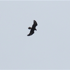 Aquila audax (Wedge-tailed Eagle) at Wanniassa, ACT - 28 Nov 2025 by RodDeb