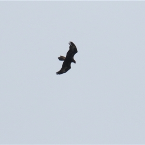 Aquila audax at Wanniassa, ACT - Yesterday by RodDeb