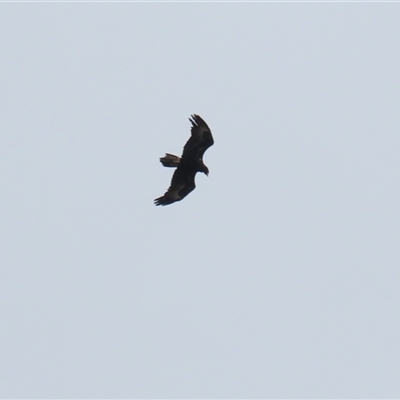 Aquila audax (Wedge-tailed Eagle) at Wanniassa, ACT - 28 Nov 2025 by RodDeb