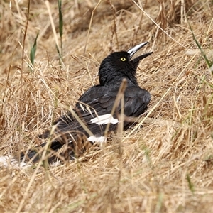 Strepera graculina at Fyshwick, ACT - Yesterday by RodDeb