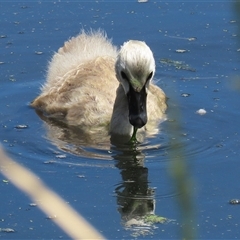 Cygnus atratus (Black Swan) at Fyshwick, ACT - 28 Nov 2025 by RodDeb