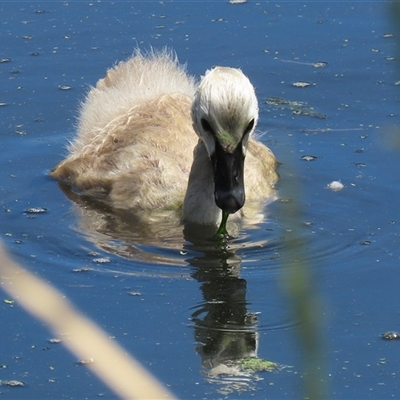 Cygnus atratus (Black Swan) at Fyshwick, ACT - 28 Nov 2025 by RodDeb