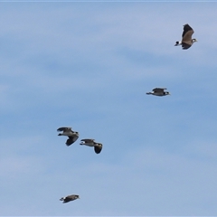 Vanellus miles (Masked Lapwing) at Fyshwick, ACT - 28 Nov 2025 by RodDeb