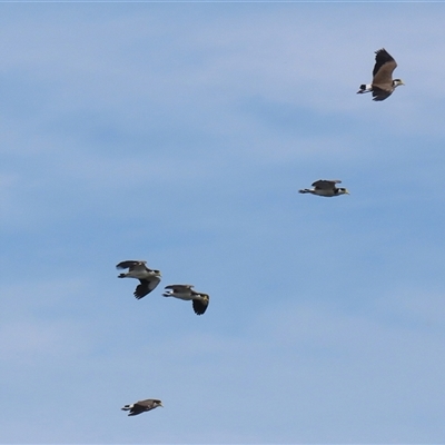 Vanellus miles (Masked Lapwing) at Fyshwick, ACT - 28 Nov 2025 by RodDeb